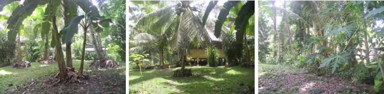 Images of Eastern garden area in tropical garden -june
          2012