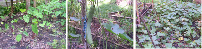 Images of edible plants growing in tropical garden
            -November 2012