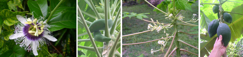 Images of papaya fruits and flowers -plus passion
          fruit flower