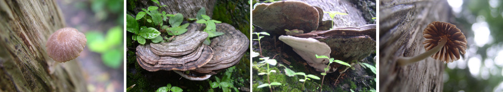 Images of fungus in tropical garden