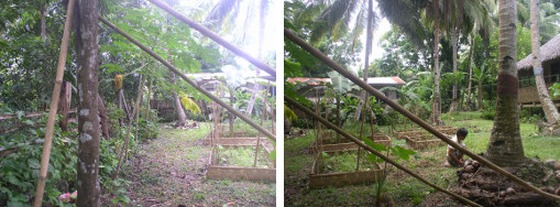 Images of new tropical garden plots June 2012