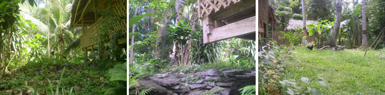 Images of tropical garden May 2012