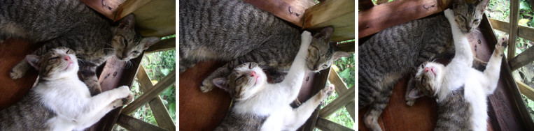 Images of cats on tropical balcony