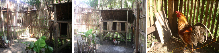 Images of interior of hen house