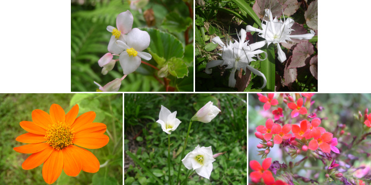 Images of May 2012 flowers in tropicalgarden