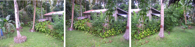Images of norther area tropical garden December
            2012