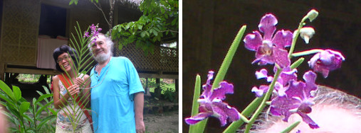 Images of Orchid growing in tropical garden