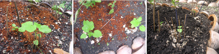 Images of young seedlings growing in tropical garden