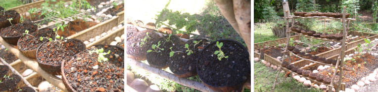 Images of seedlings growing in coconut shells