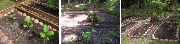 Images of young plants growing in tropical garden