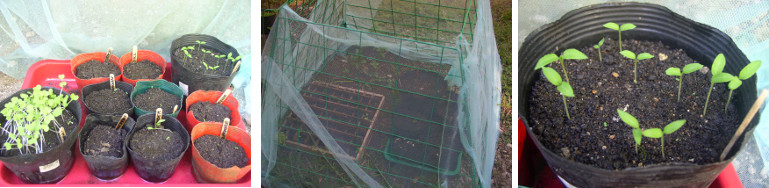 Images of seedlings under netting
