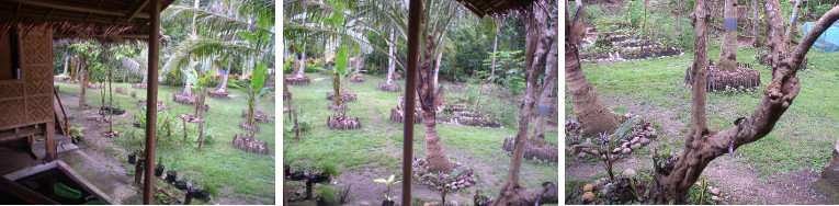 Images of southern area tropical garden -December
            2012