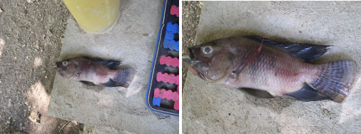 Images of dead Tilapia