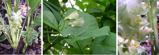 Images of Turmeric and Bean flowers