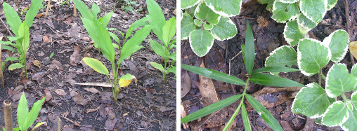 Images of Turmeric, Ginger and Oregano
                growing in tropical garden