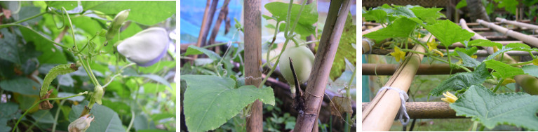 Images of vines in tropical garden