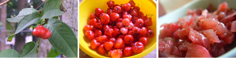 Images of Tambis -before and after being made into
          chutney