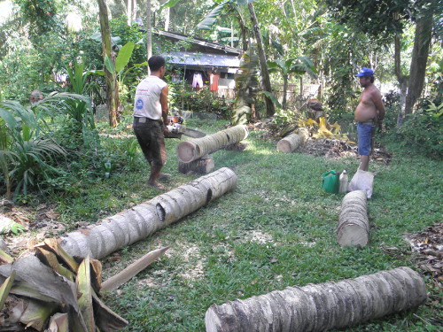 Image of logs being sawn with a
        chainsaw