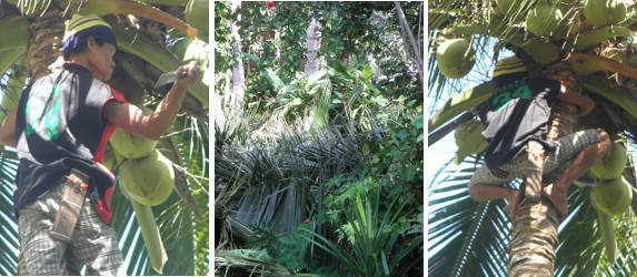 Images of man trimming coconut tree plus debris