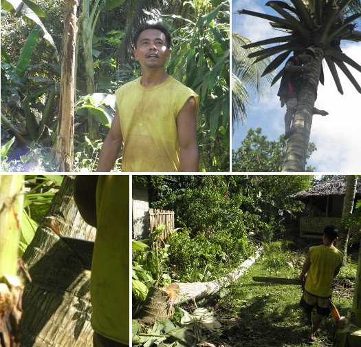 Images of coconut tree being felled