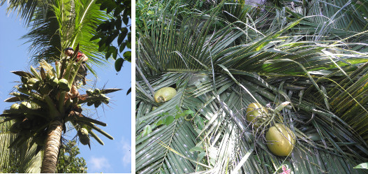 Images of trimming tree and resulting debris