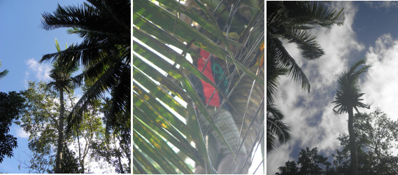 Images of Coconut tree tops being trimmed before
        felling