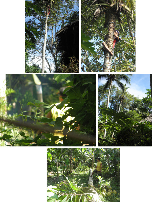 Images of coconut tree being felled