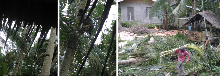 Images of trees being felled and cut