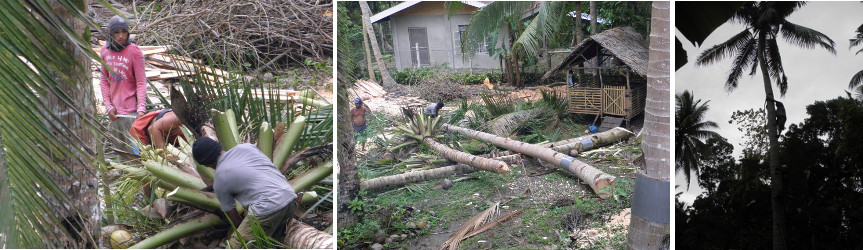 Images of trees being felled