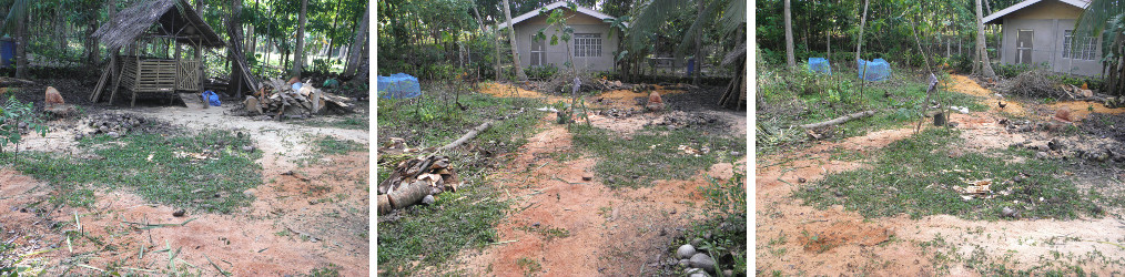 Images of garden being cleared after felling
                coconut trees for lumber