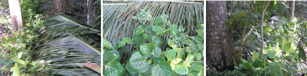 Images of garden being cleared after felling
                coconut trees for lumber