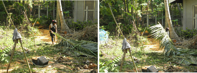 Images of garden being cleared
                      after felling coconut trees for lumber