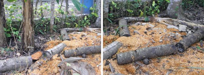 Images of garden being cleared after felling
                coconut trees for lumber