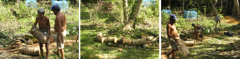 Images of garden being cleared after felling
                coconut trees for lumber