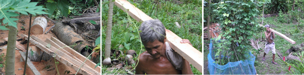 Images of garden being cleared after felling coconut
          trees for lumber