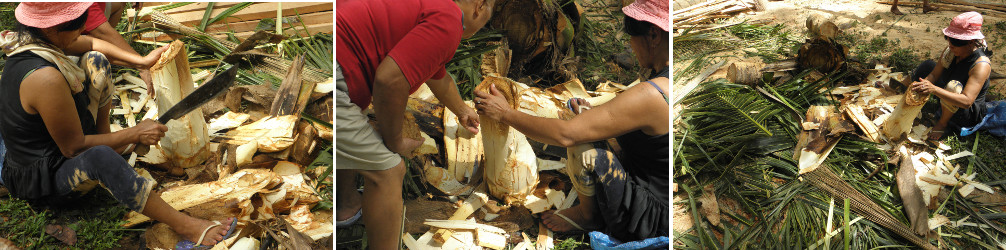 Images of garden being cleared after felling coconut
          trees for lumber