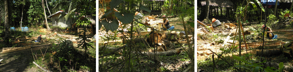 Images of garden being cleared after felling
              coconut trees for lumber