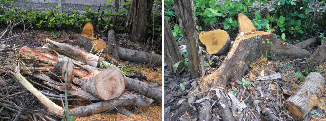 Images of garden being cleared after felling
                coconut trees for lumber