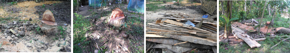 Images of garden being cleared after felling
                coconut trees for lumber