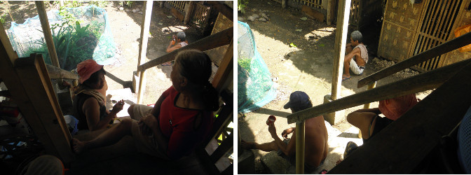 Images of garden being cleared after felling coconut
          trees for lumber