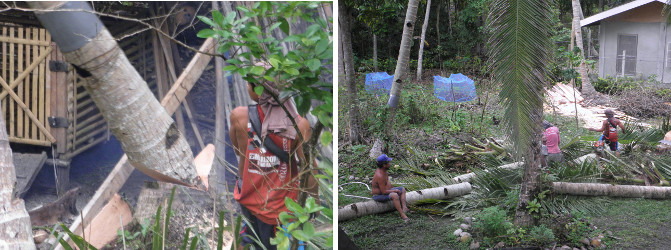 Images of tree being felled