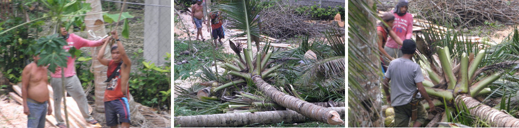 Images of trees being felled