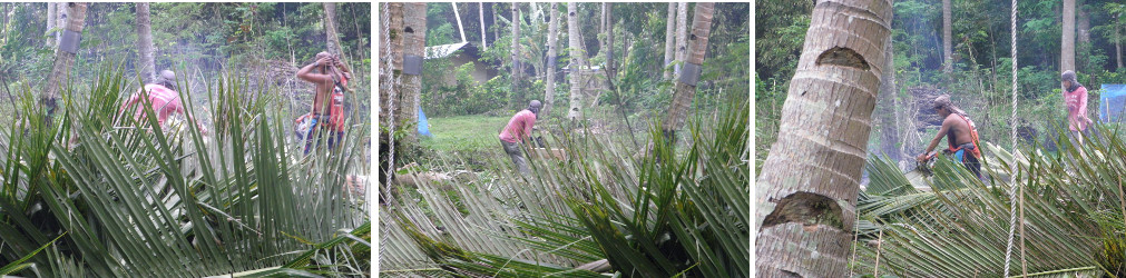 Images of trees being felled and sawn