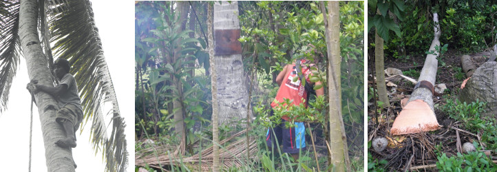 Images of tree being felled