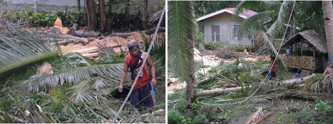 Images of trees being felled and cut