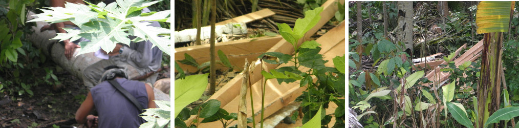 Images of coco lumber being cut by hand