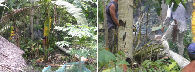 Images of coco lumber being cut by hand