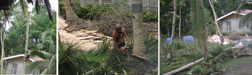 Image of tree stump being felled