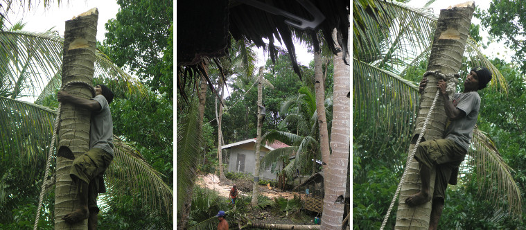 Images of tree stump being roped for felling