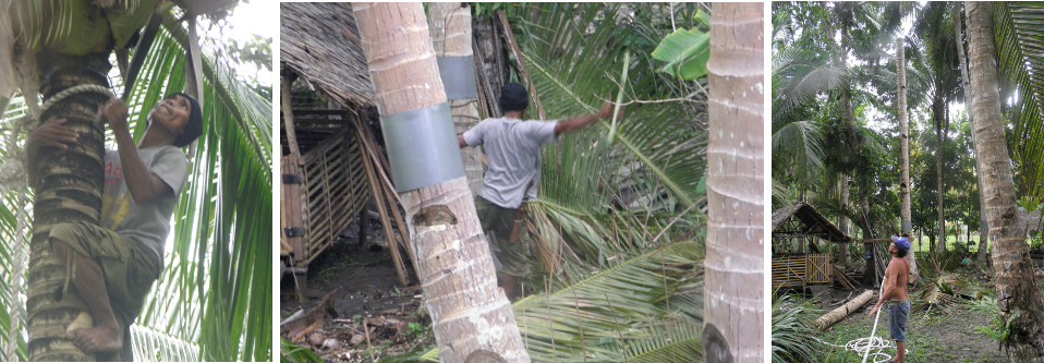 Images of tree being prepared fro felling